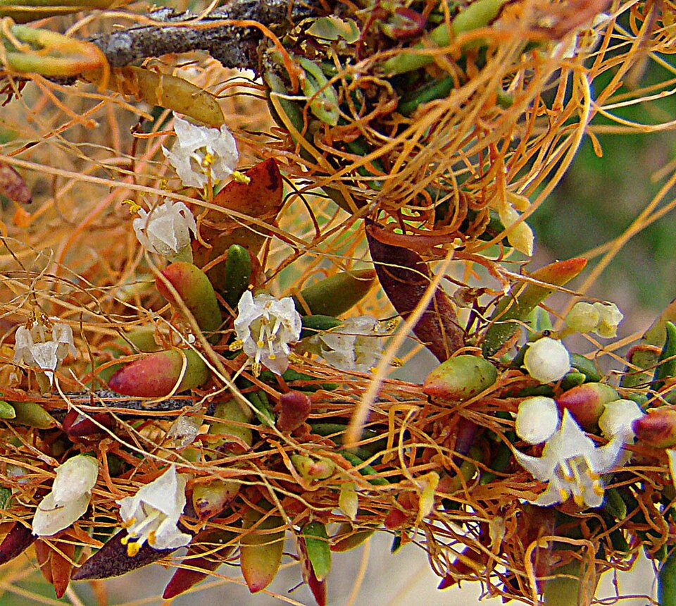 Cuscuta californica (California dodder) (alternate view 10)