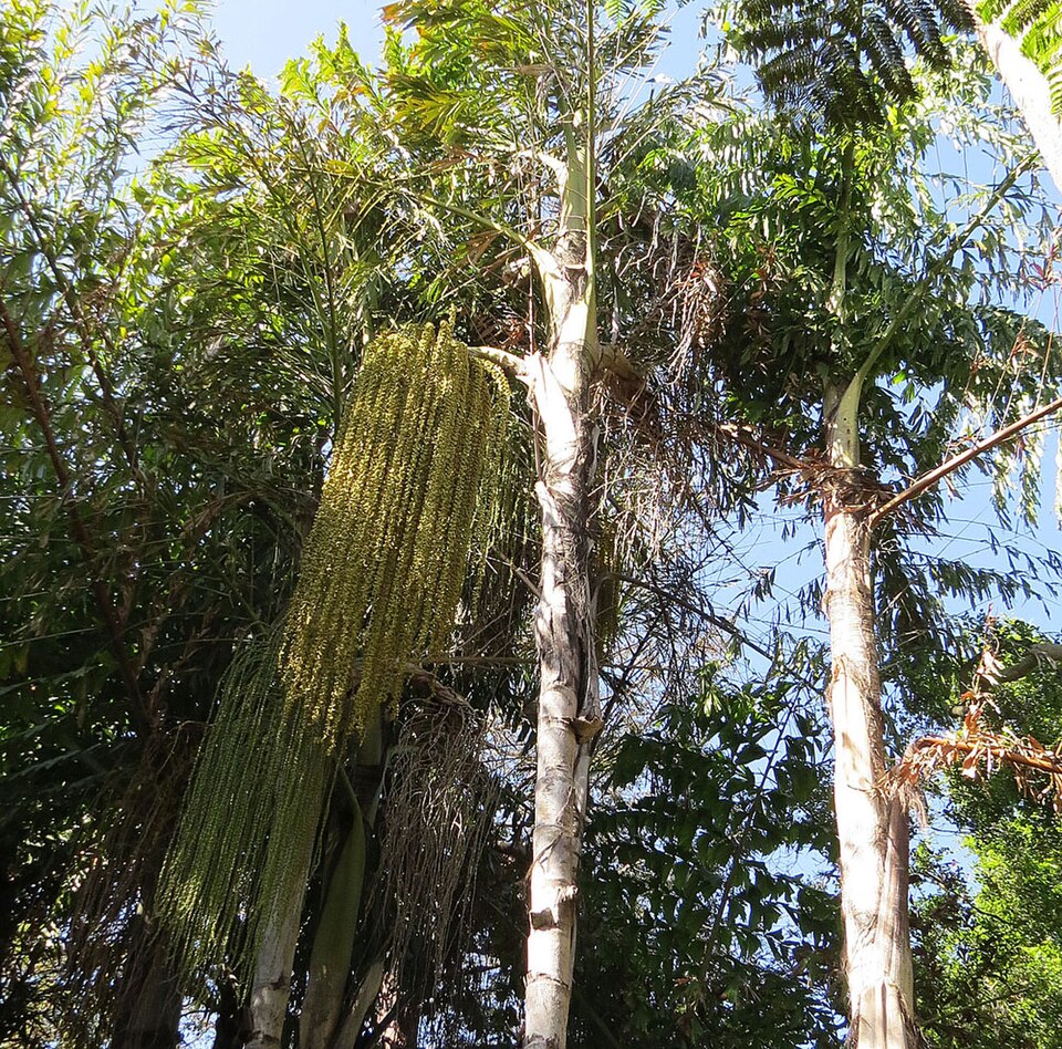 Caryota (Fishtail palms) (alternate view 4)