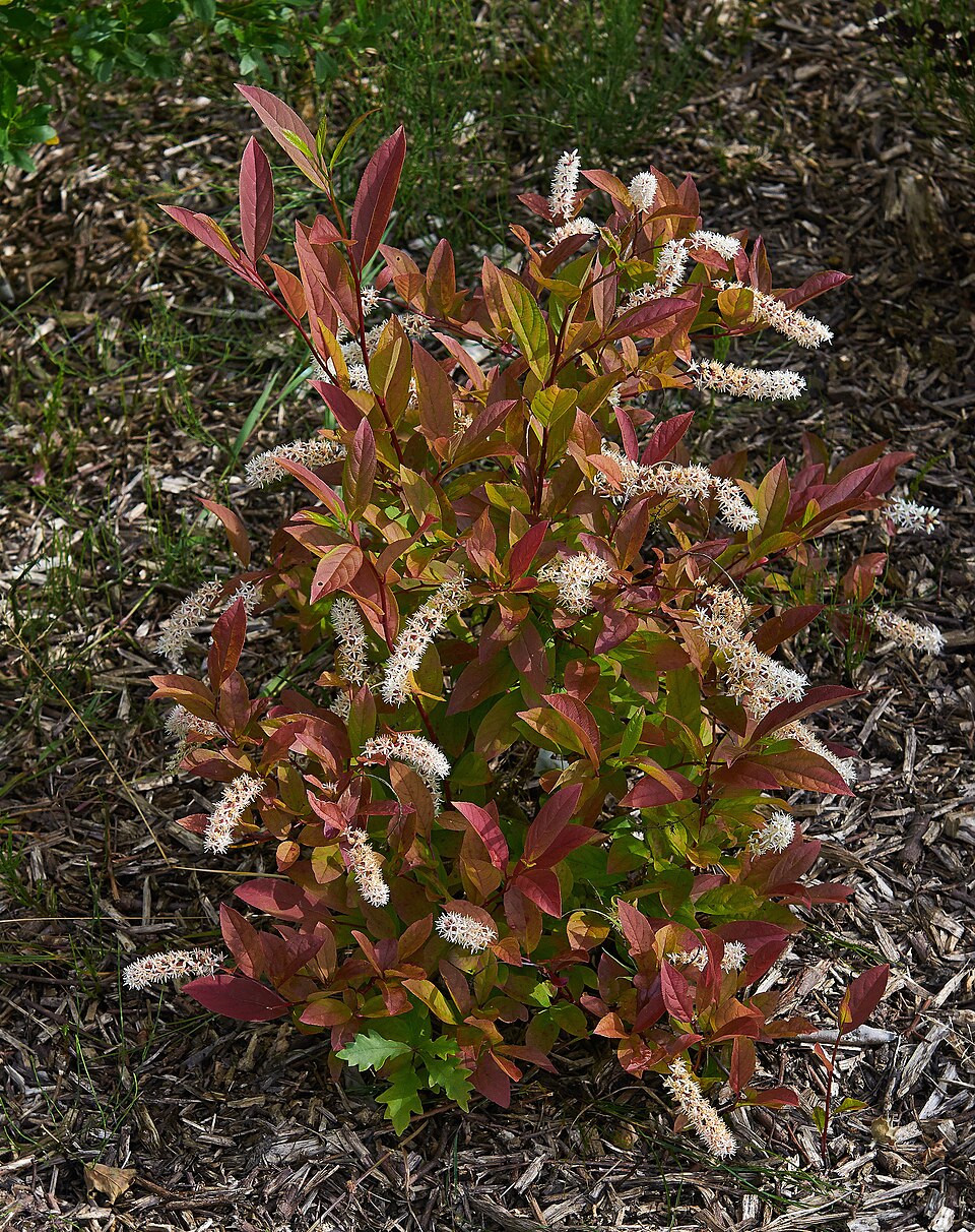 Itea virginica (Virginia sweetspire) (alternate view 10)
