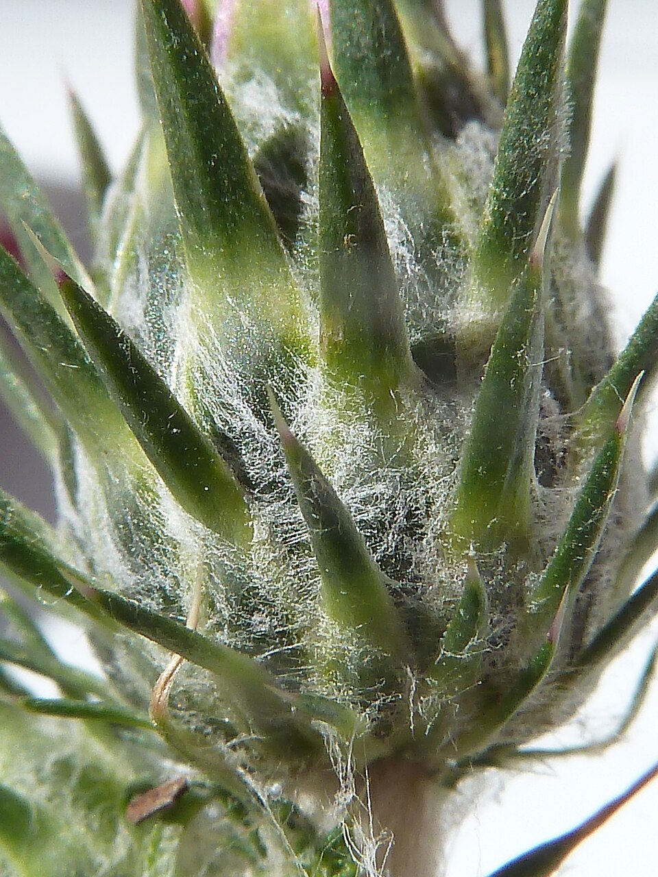 Carduus pycnocephalus (Italian thistle)