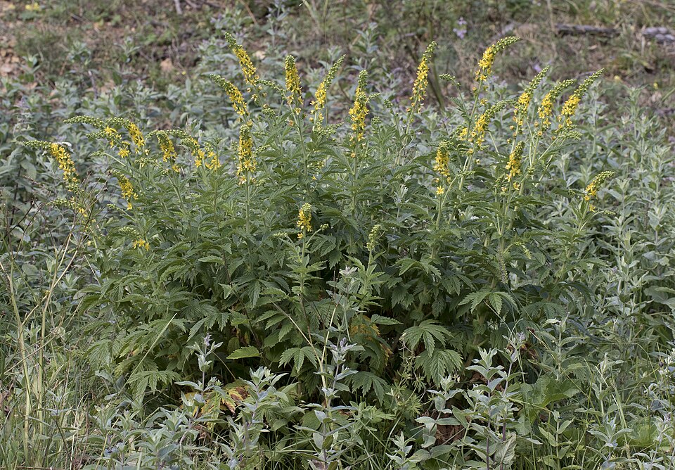 Agrimonia (agrimonies) (alternate view 8)