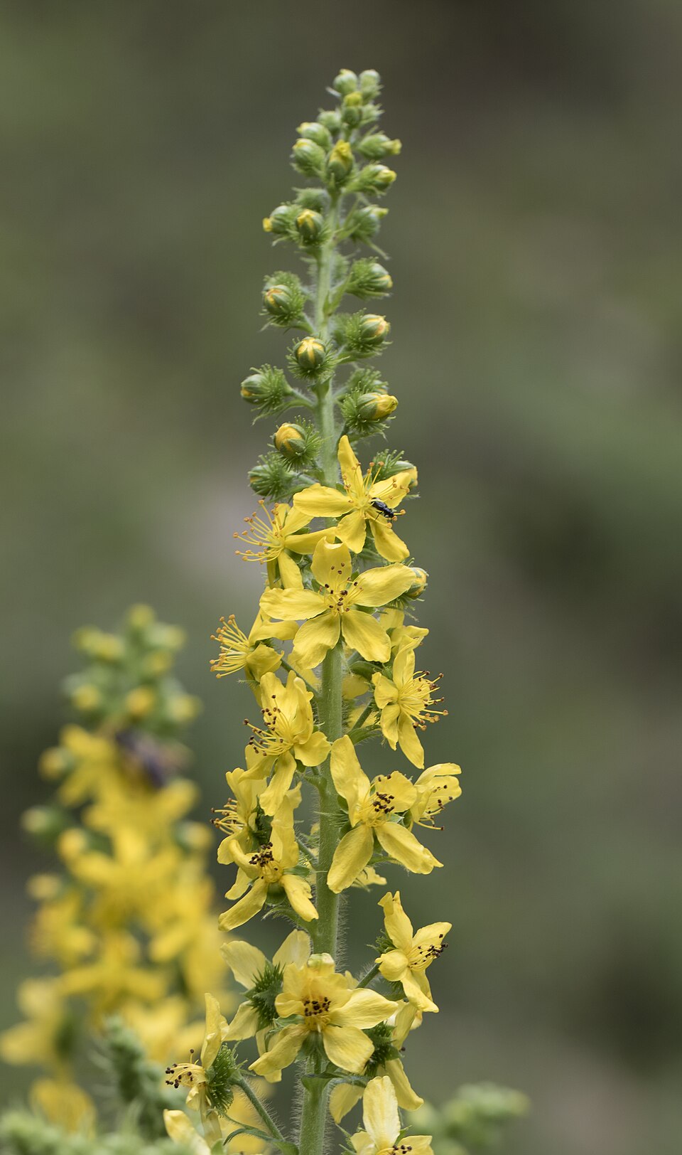 Agrimonia (agrimonies) (alternate view 9)