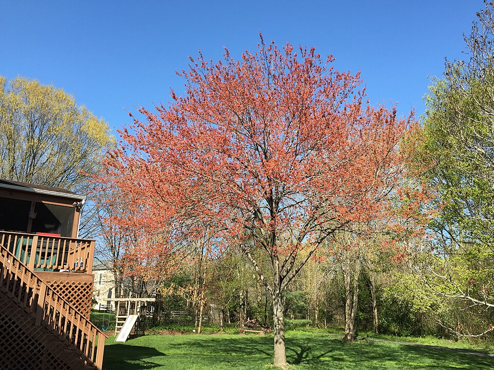 Acer rubrum (red maple) (alternate view 3)