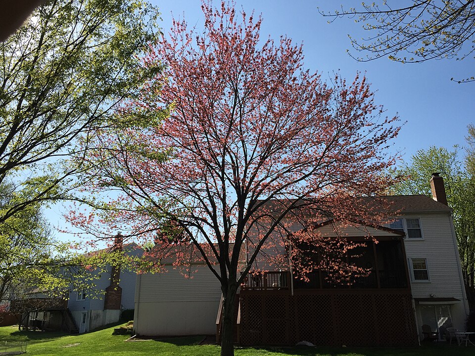 Acer rubrum (red maple) (alternate view 4)