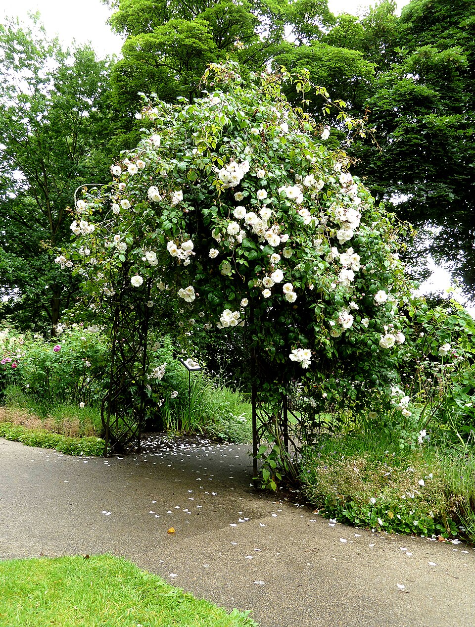 Rosa 'Adélaide d''Orléans' (Adelaide d'Orleans Rose) (alternate view 3)