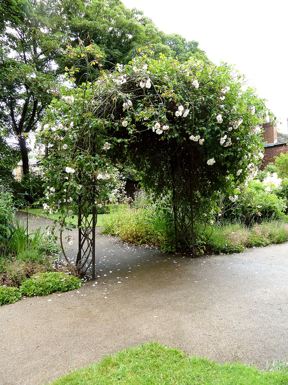 Rosa 'Adélaide d''Orléans' (Adelaide d'Orleans Rose) (alternate view 4)