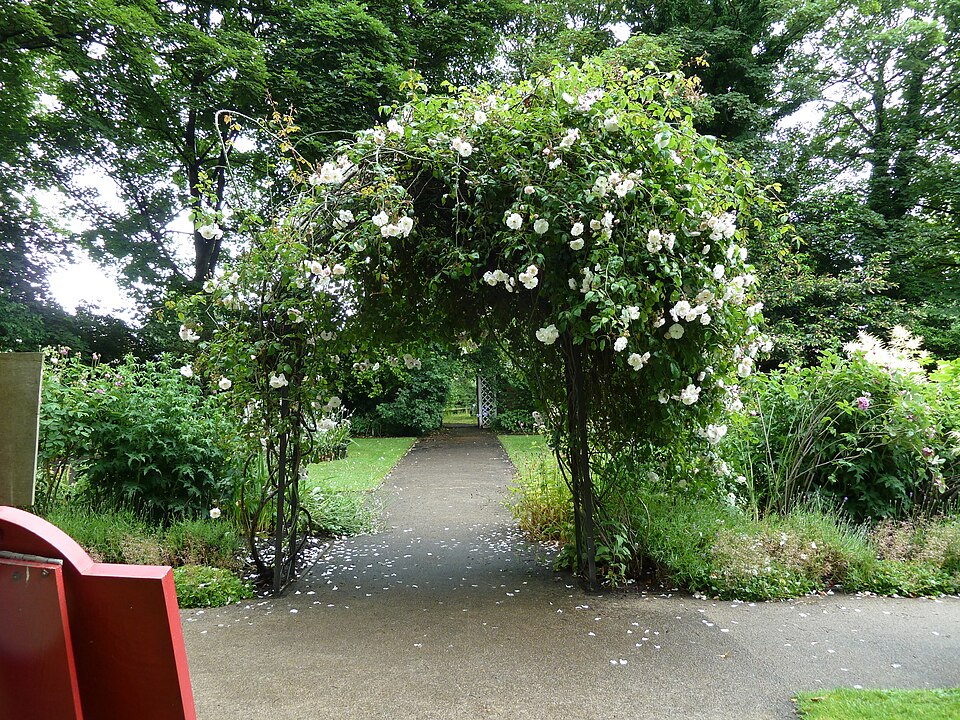 Rosa 'Adélaide d''Orléans' (Adelaide d'Orleans Rose) (alternate view 5)