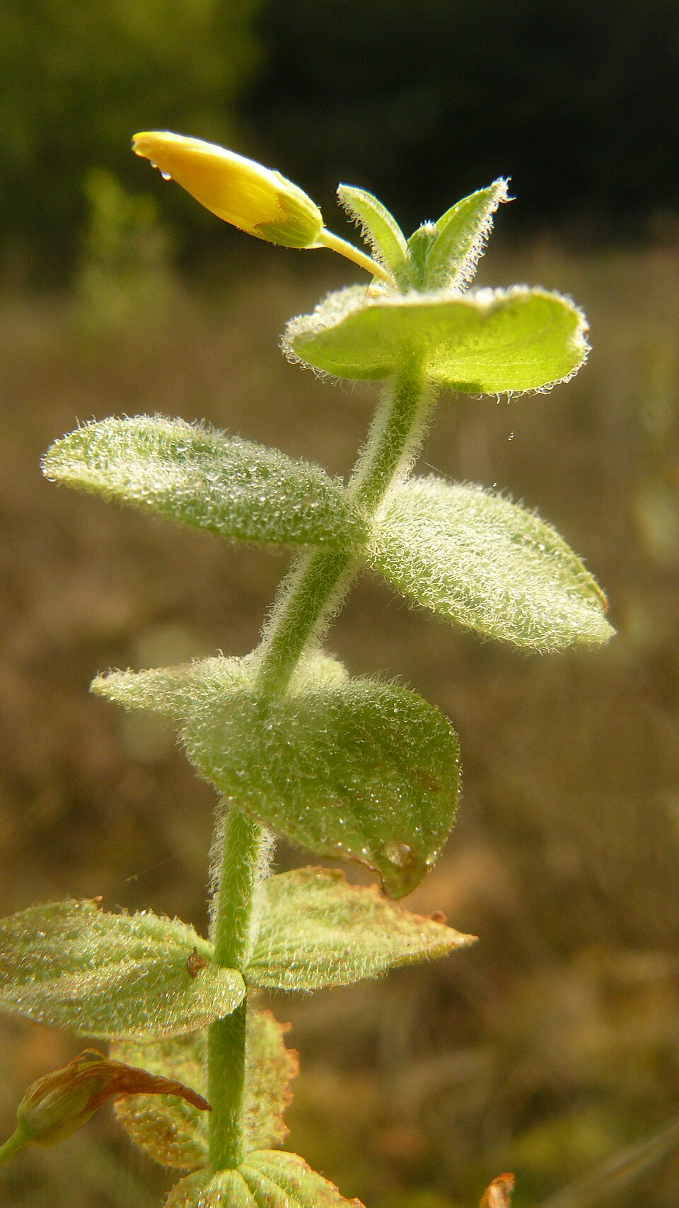 Hypericum elodes (Marsh St John's-wort)