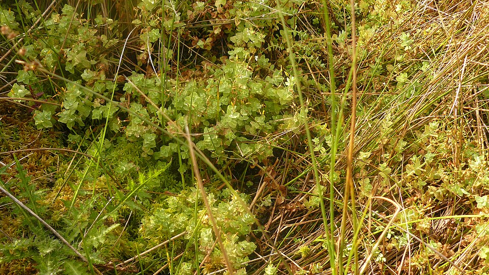 Hypericum elodes (Marsh St John's-wort)