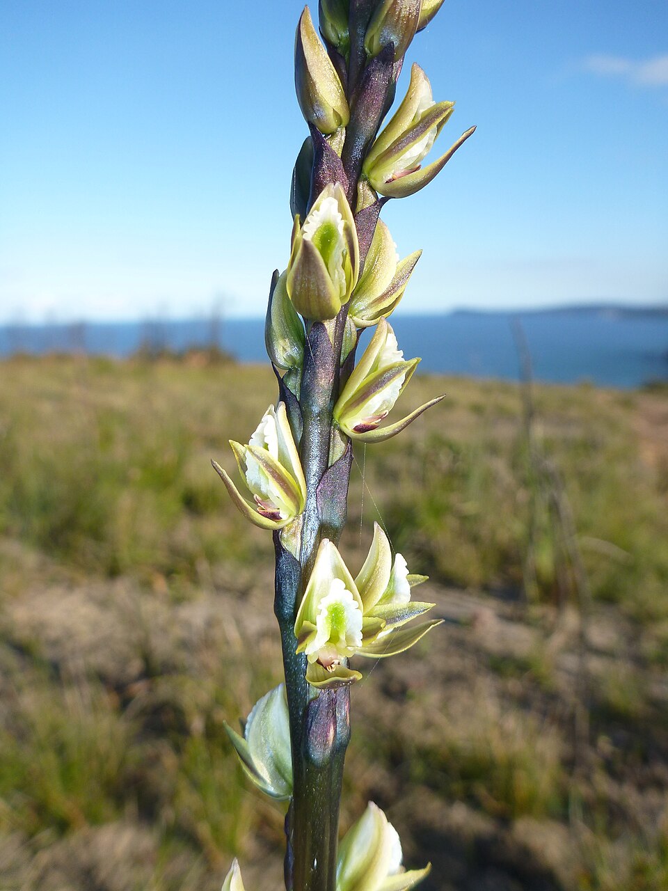 Prasophyllum elatum (Tall Leek Orchid) (alternate view 8)