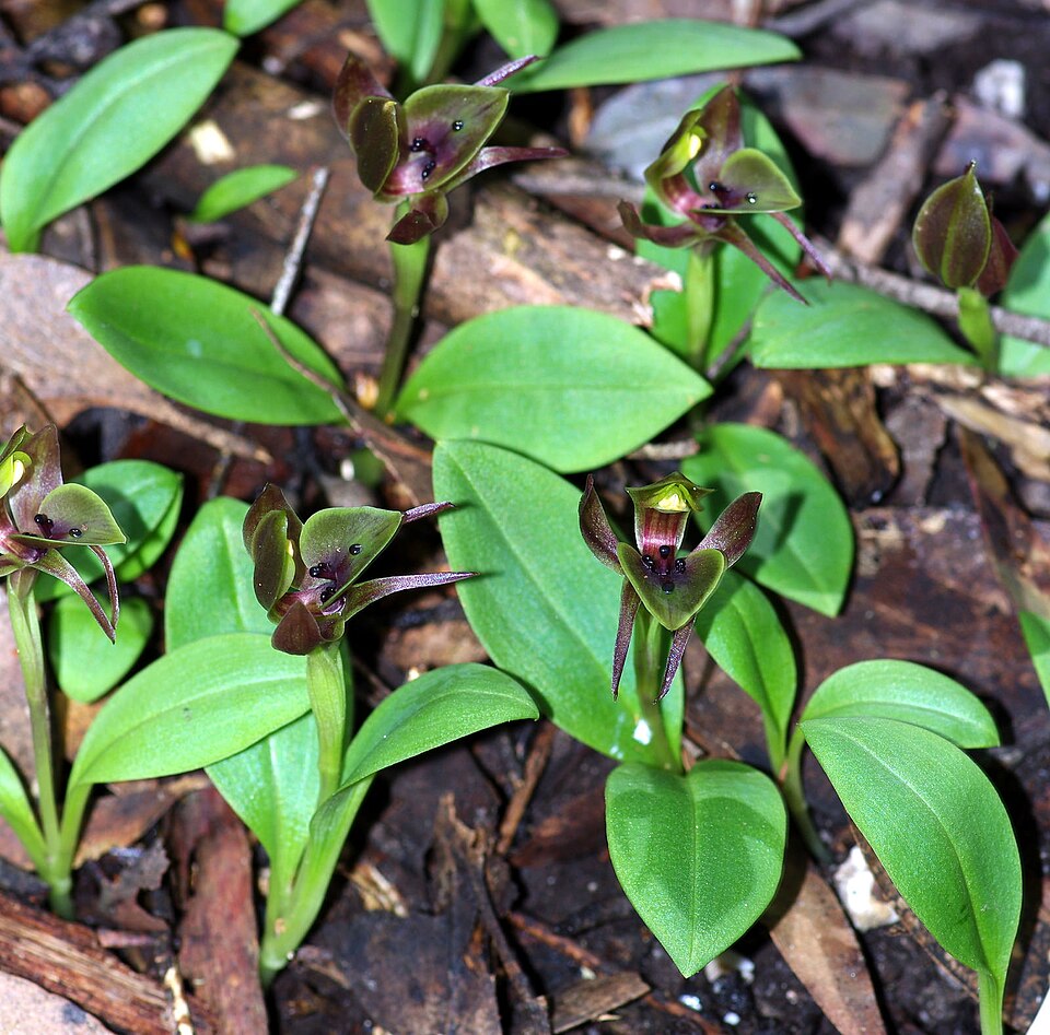Chiloglottis valida (large bird-orchid) (alternate view 3)