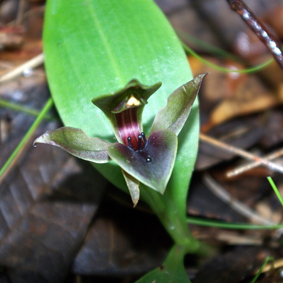 Chiloglottis valida (large bird-orchid) (alternate view 4)