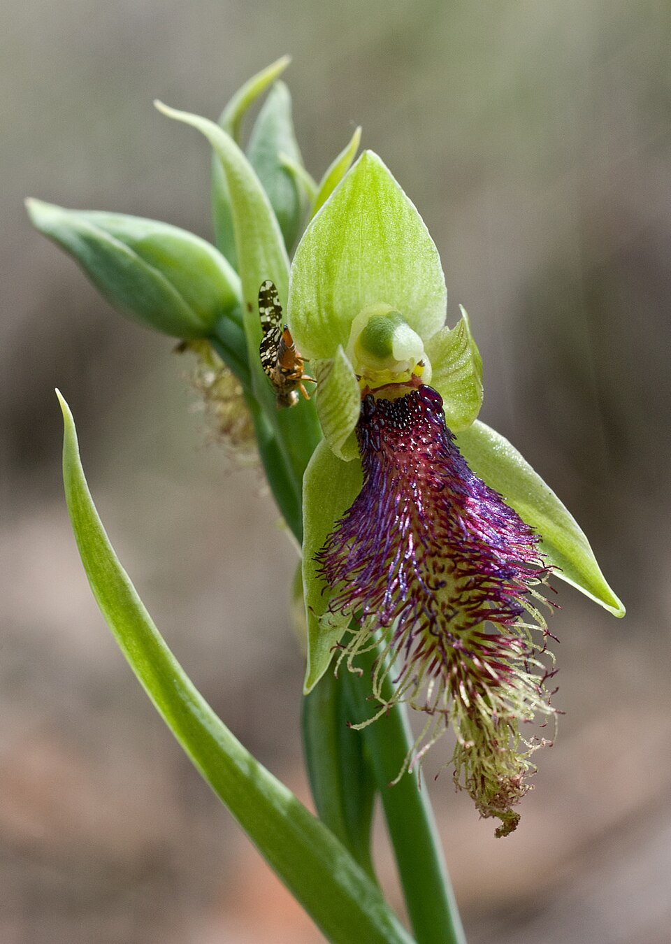 Calochilus robertsonii (Purple Beard Orchid) (alternate view 5)