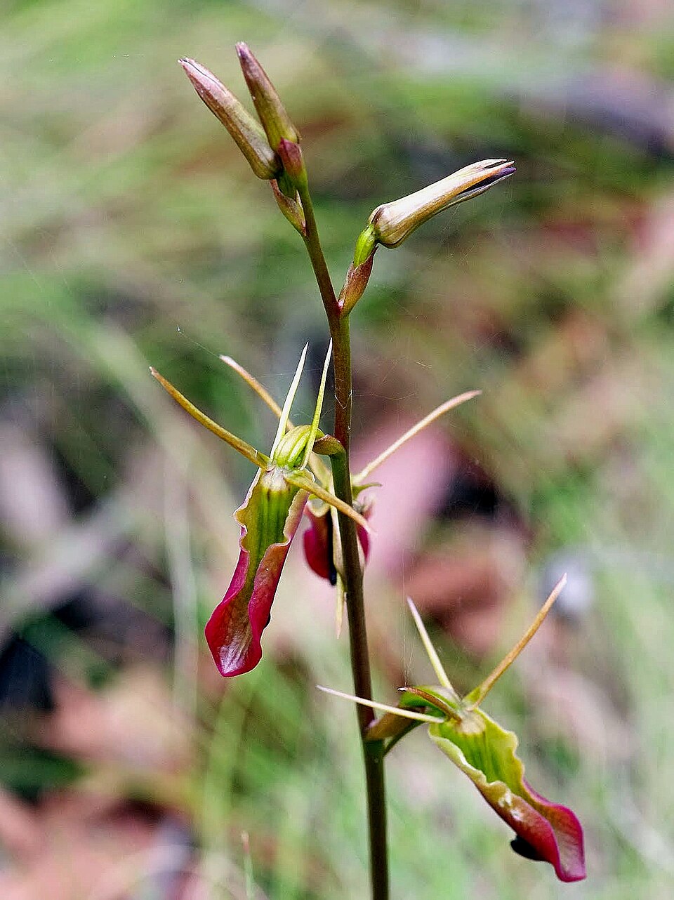 Cryptostylis subulata (Large Tongue Orchid) (alternate view 2)