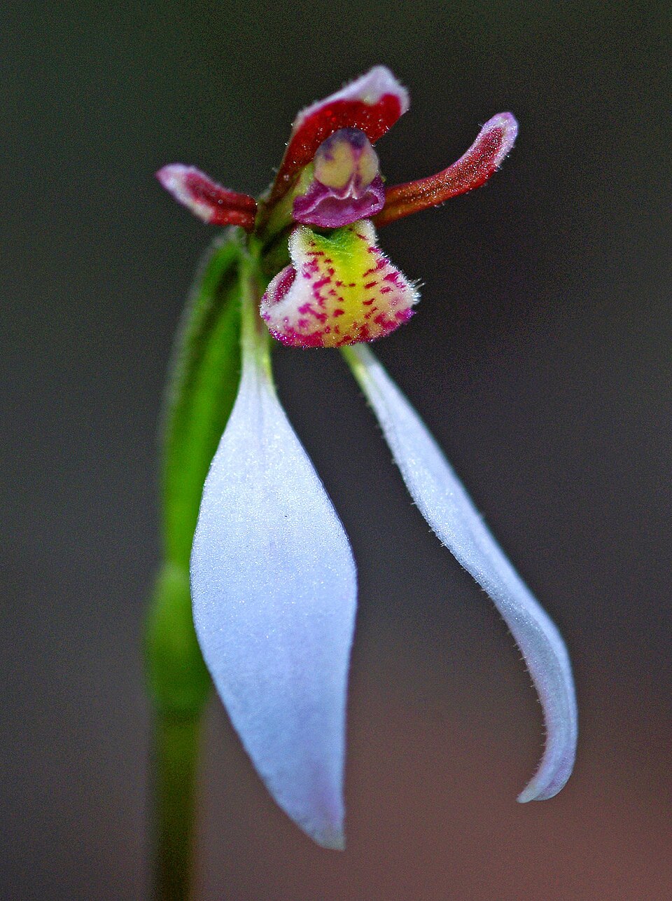Eriochilus cucullatus (Parson's Bands) (alternate view 7)