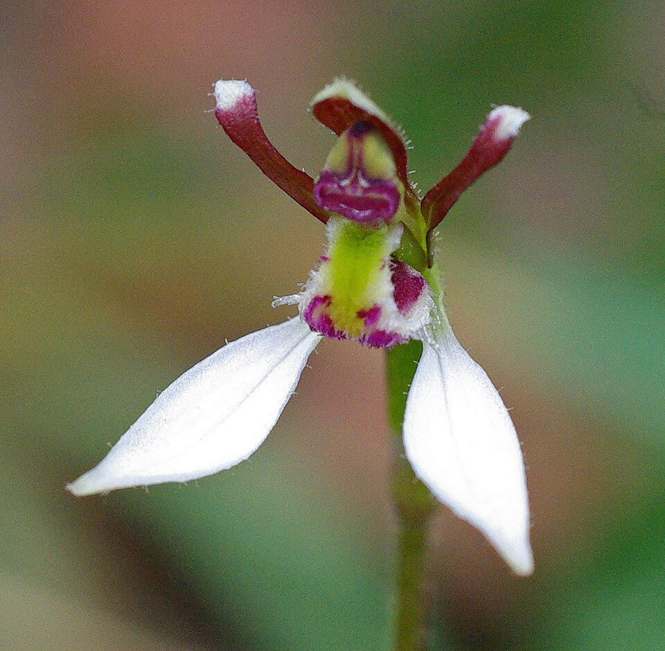 Eriochilus cucullatus (Parson's Bands) (alternate view 8)