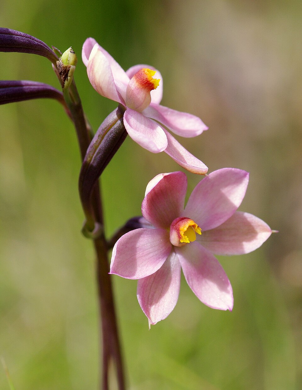 Thelymitra rubra (salmon sun-orchid) (alternate view 7)
