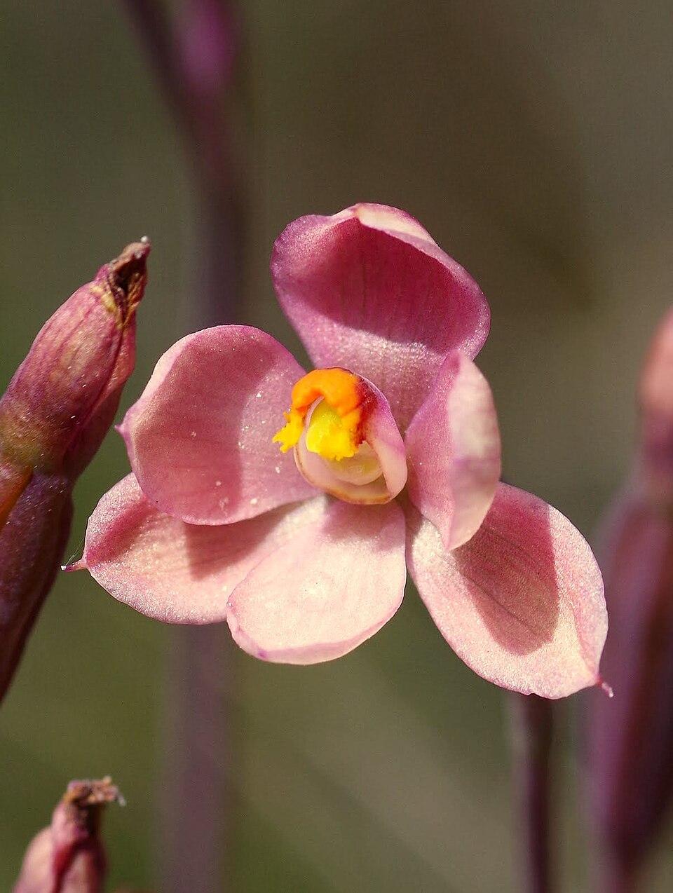 Thelymitra rubra (salmon sun-orchid) (alternate view 8)