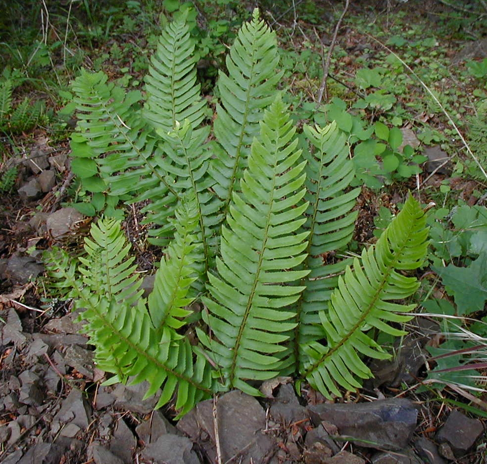 Polystichum munitum (Western sword fern)