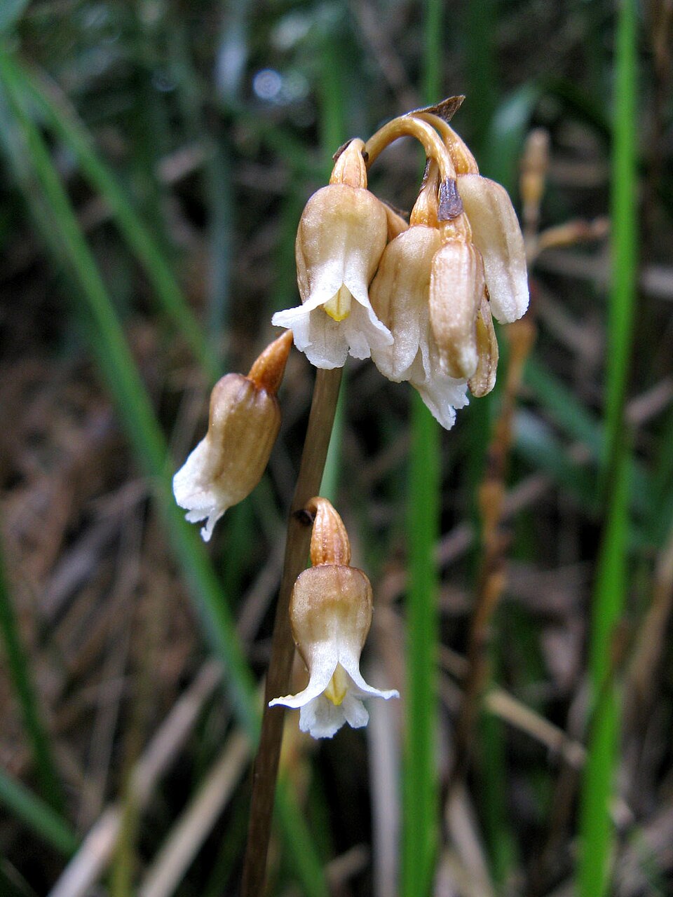Gastrodia sesamoides (Cinnamon Bells) (alternate view 2)