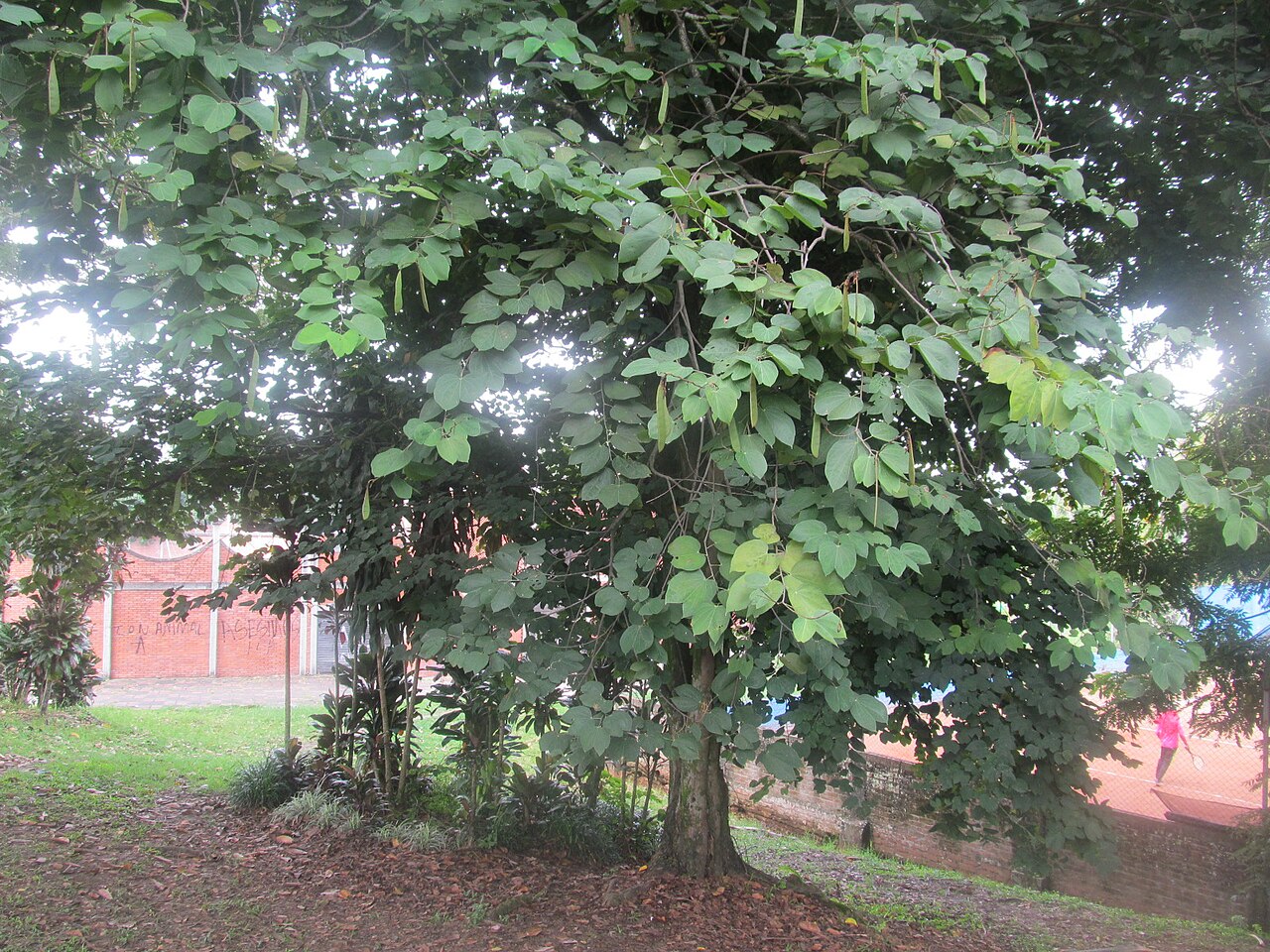 Bauhinia variegata, Orchid tree — spreading deciduous (Fabaceae) (image 9 of 10)