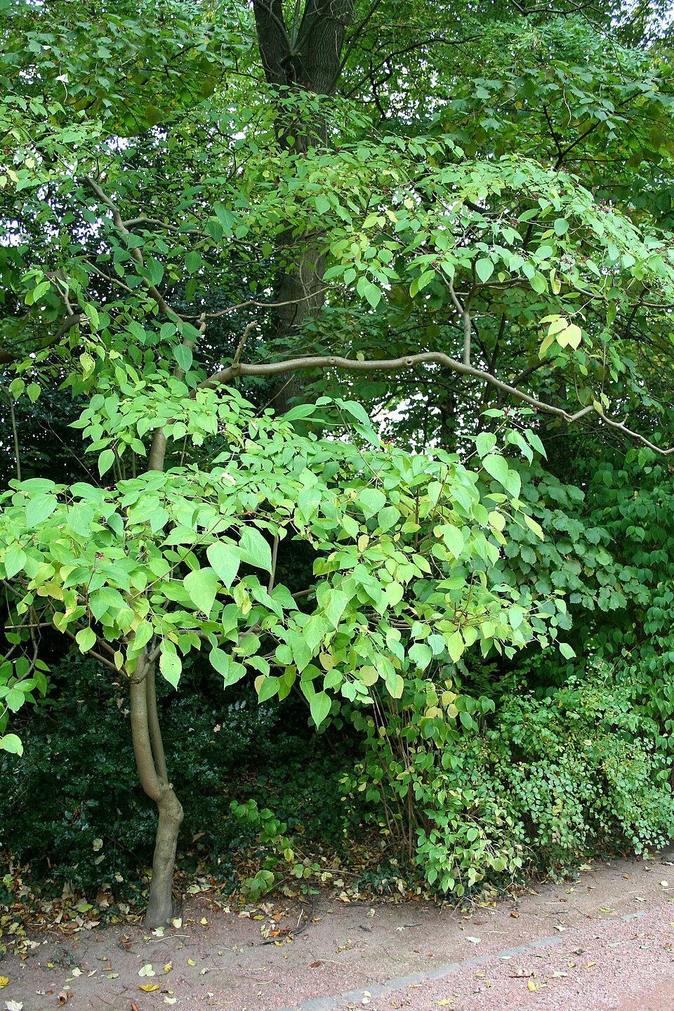 Clerodendrum trichotomum (harlequin glorybower) (alternate view 6)