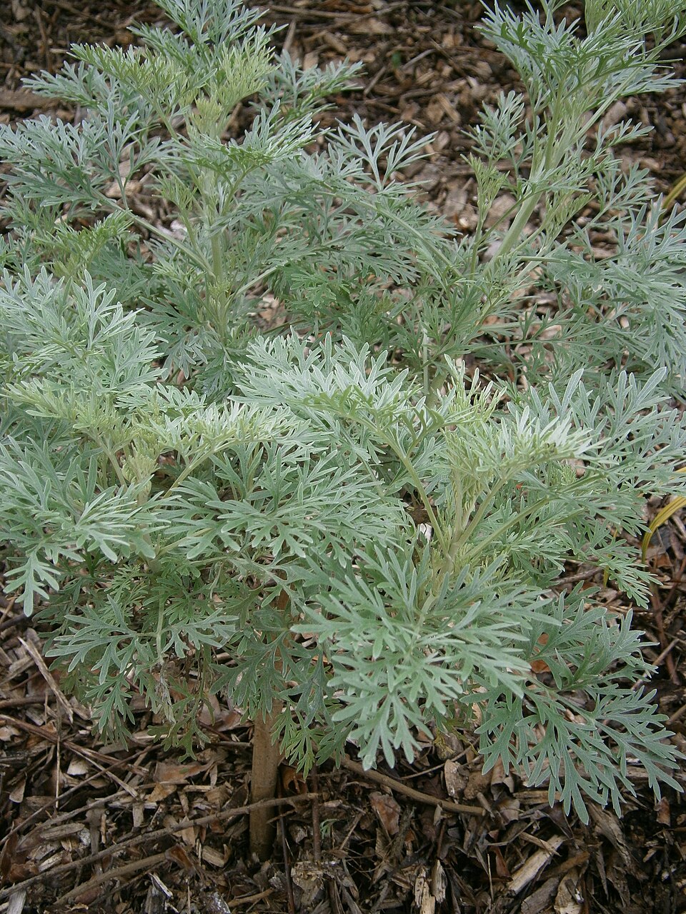 Artemisia 'Powis Castle' (Powis Castle Artemisia)