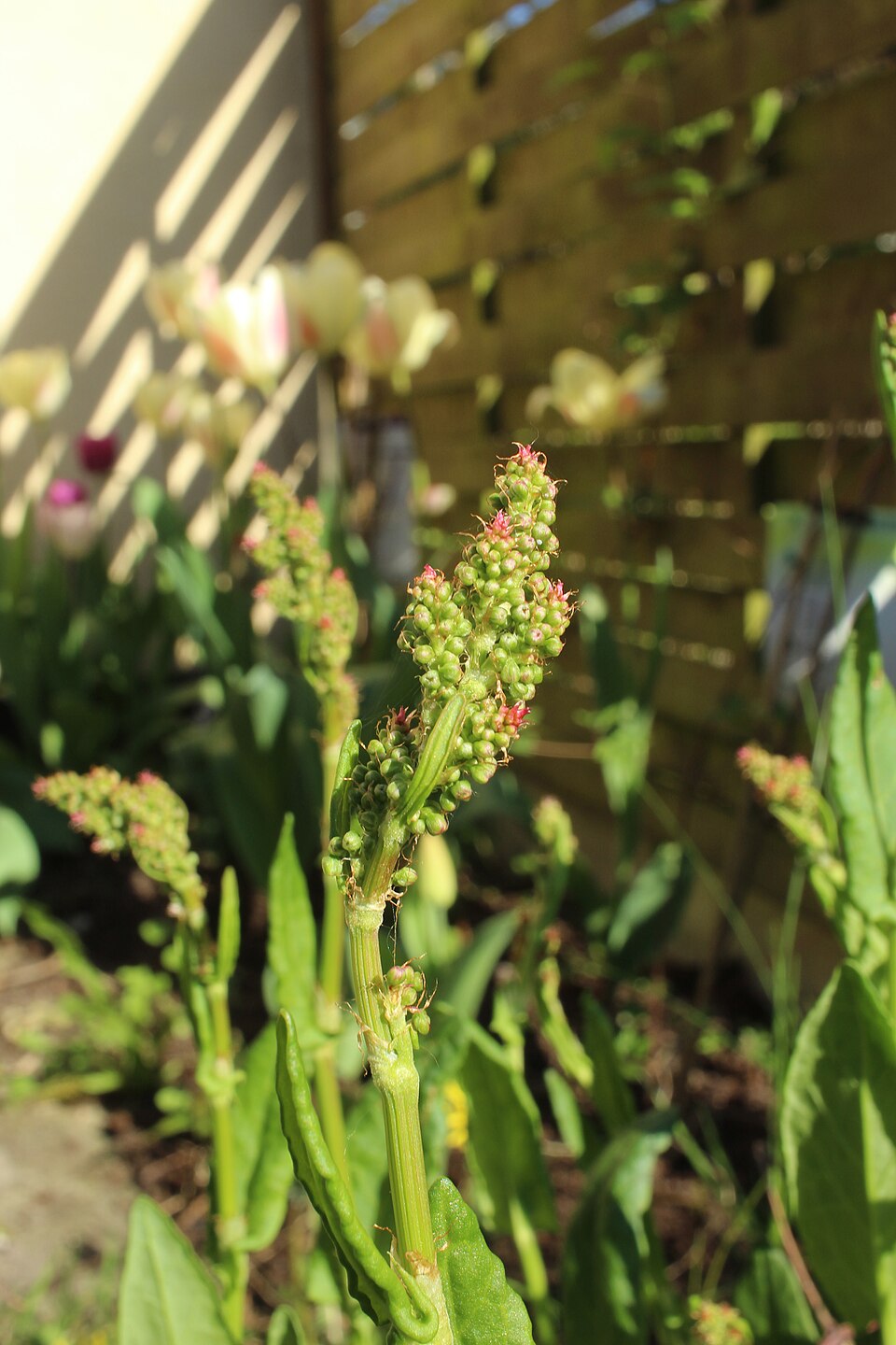 Rumex acetosa (Sorrel) (alternate view 10)