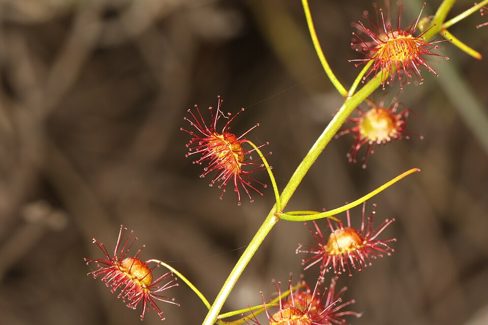 Drosera macrantha (Bridal Rainbow) (alternate view 10)