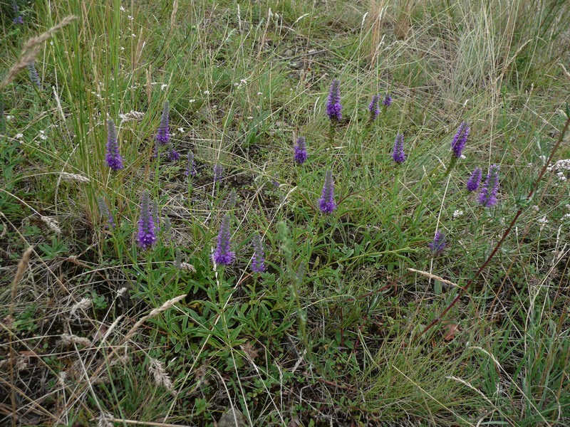 Veronica spicata (veronica, speedwell) (alternate view 11)