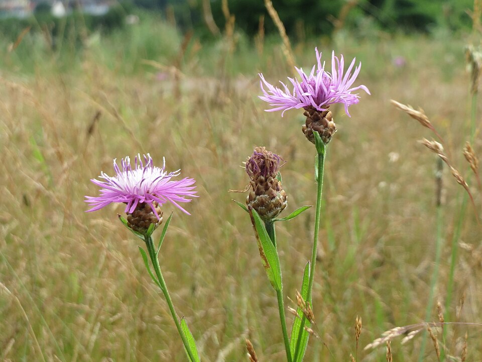 Centaurea jacea (Brown Knapweed)