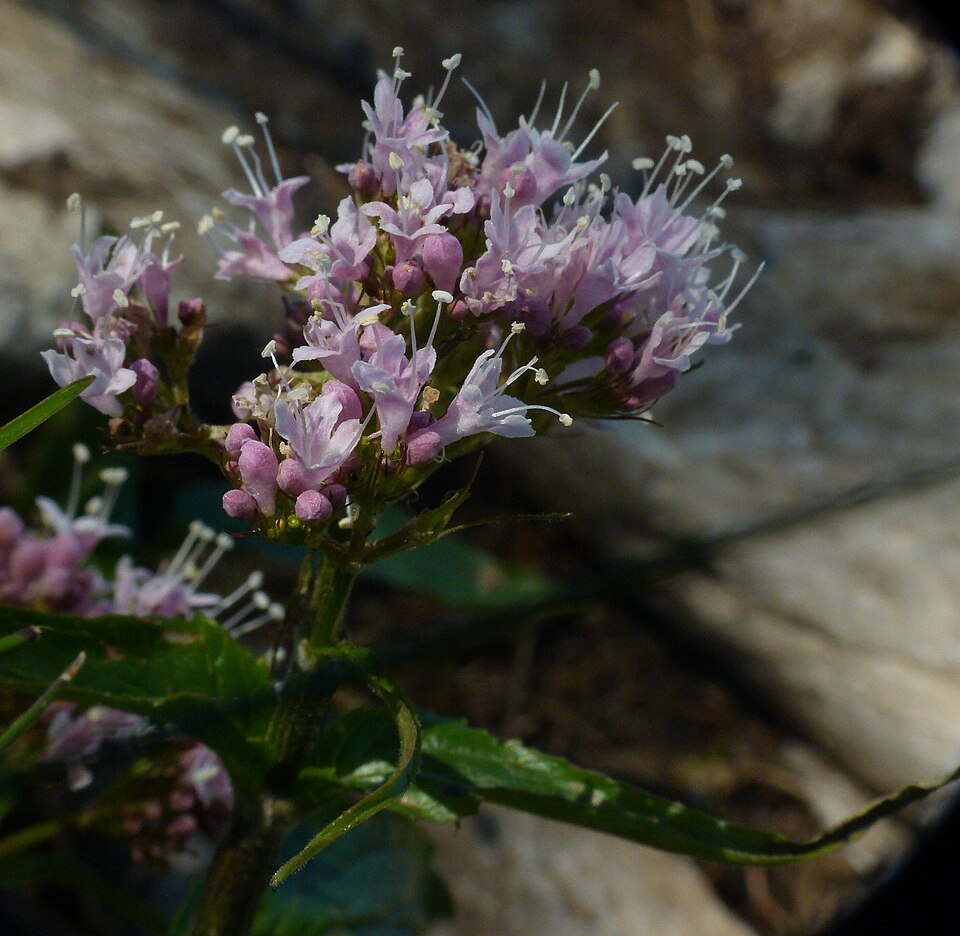 Valeriana (valerians) (alternate view 12)
