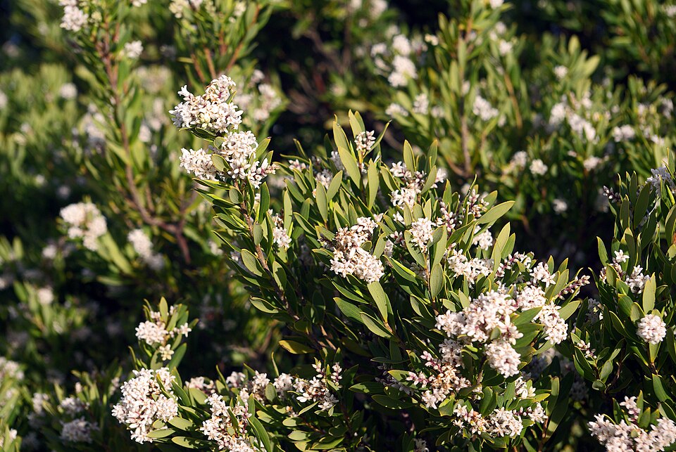 Leucopogon parviflorus (coastal beard-heath)