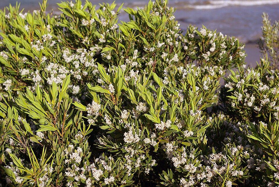 Leucopogon parviflorus (coastal beard-heath) (alternate view 2)