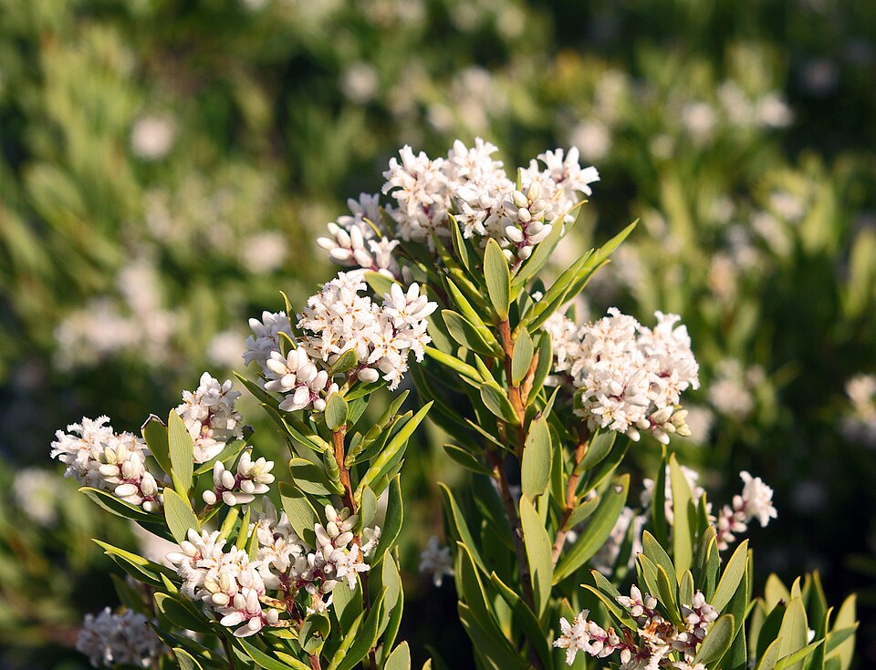 Leucopogon parviflorus (coastal beard-heath) (alternate view 3)