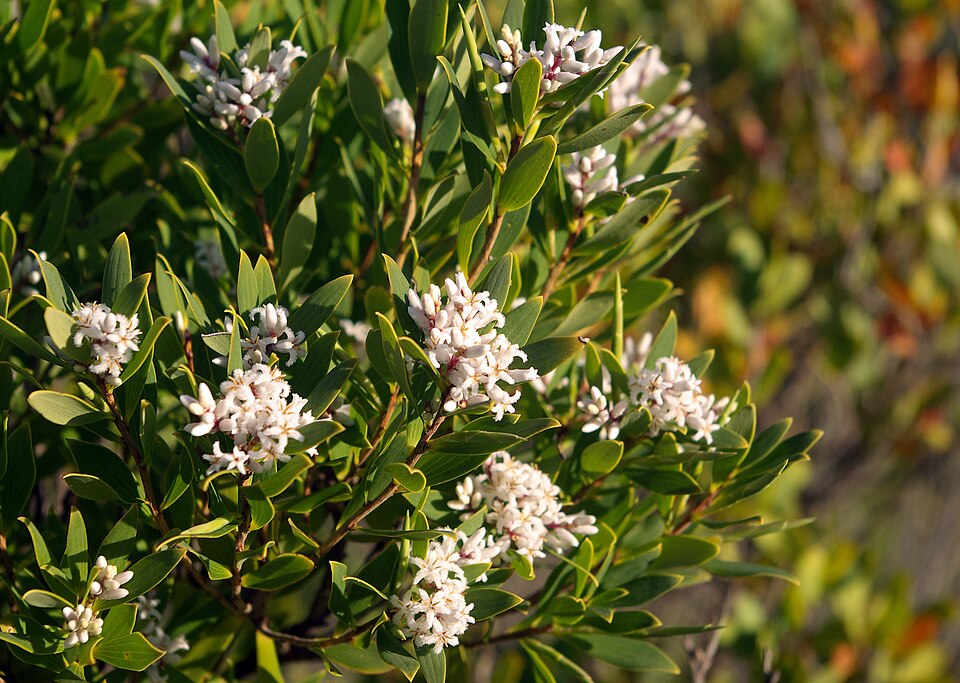 Leucopogon parviflorus (coastal beard-heath) (alternate view 4)