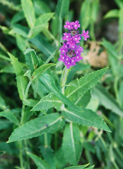Verbena rigida (Rigid Verbena) (alternate view 10)