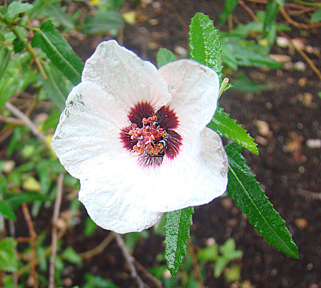 Pavonia hastata (Spearleaf Swampmallow) (alternate view 7)