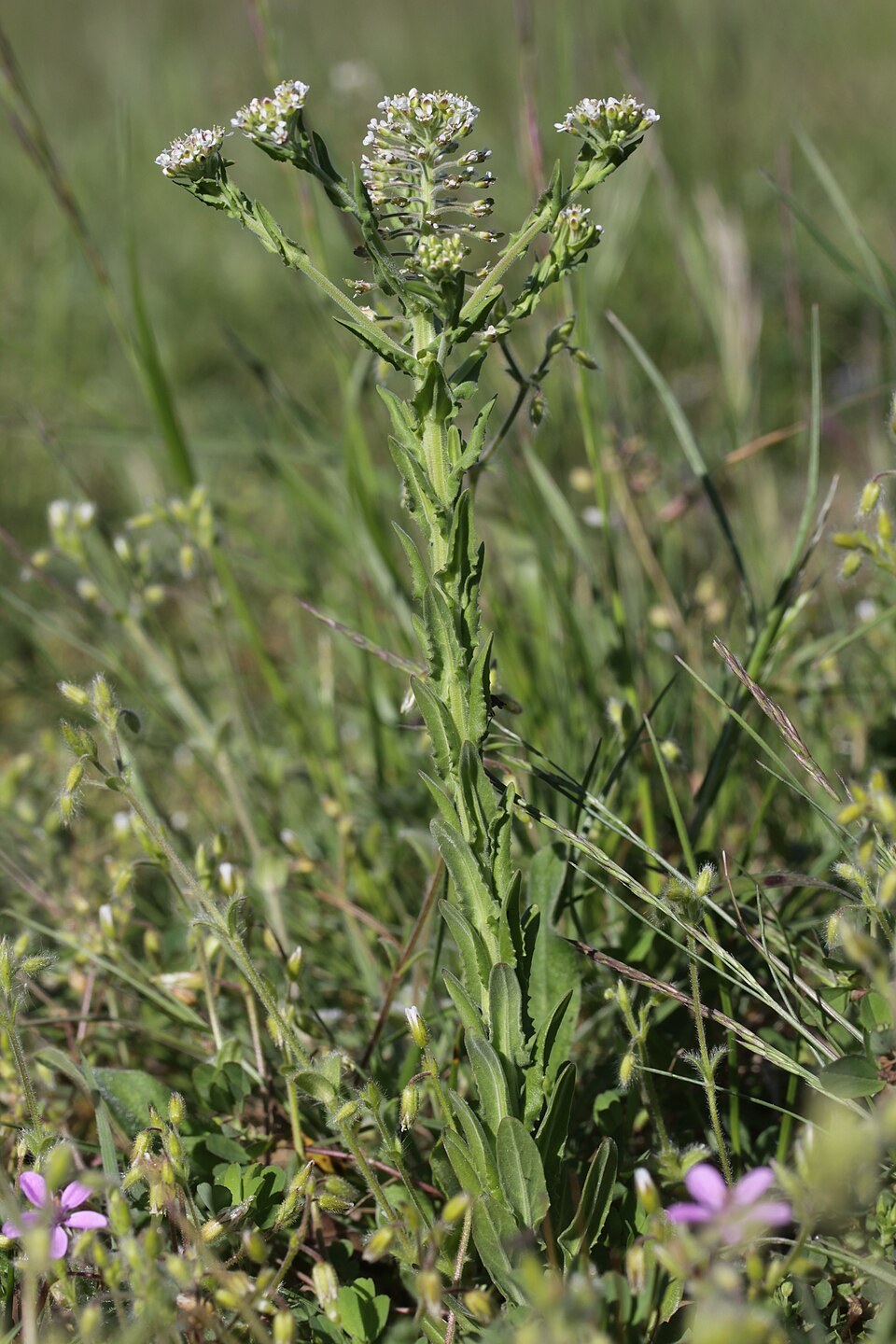 Lepidium campestre (field peppergrass) (alternate view 9)