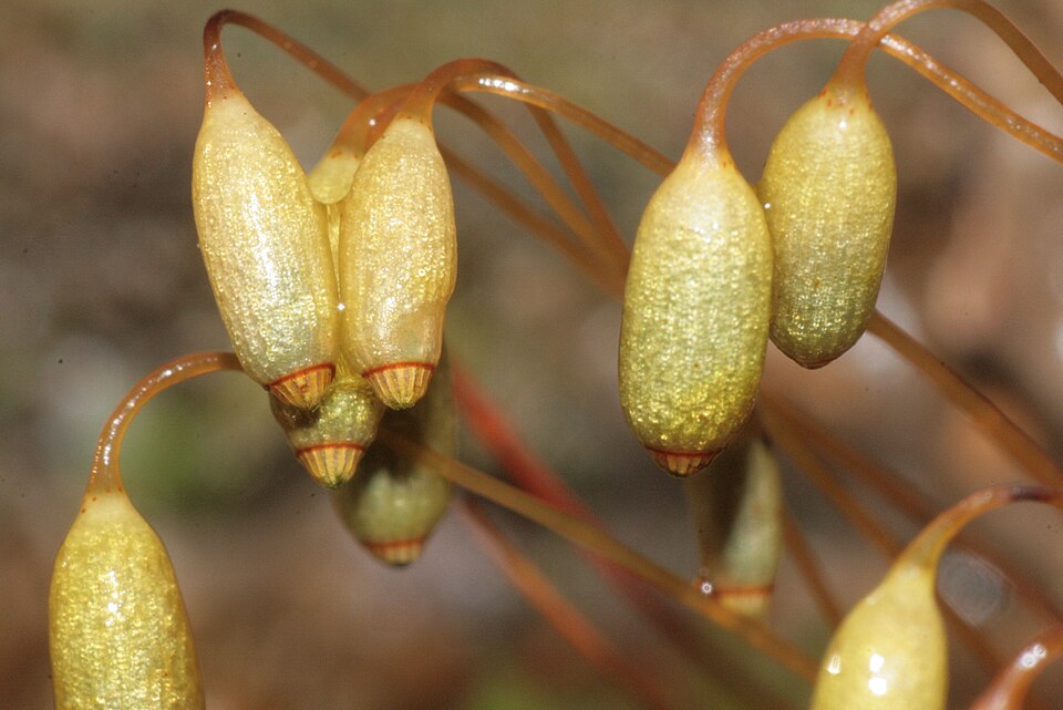 Rhizomnium punctatum (Dotted Thyme-moss)
