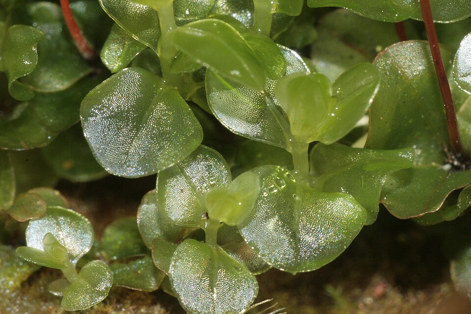 Rhizomnium punctatum (Dotted Thyme-moss)