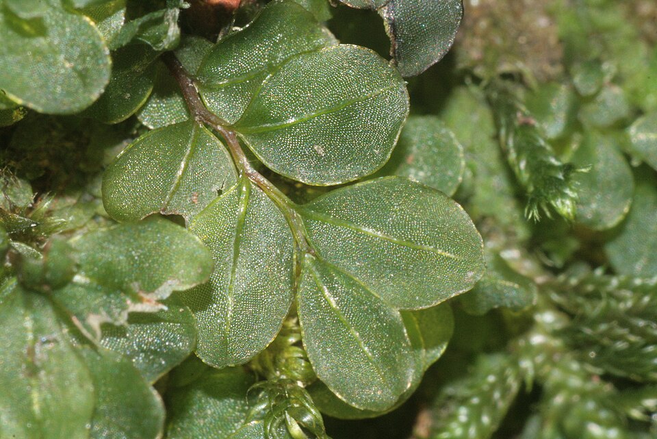 Rhizomnium punctatum (Dotted Thyme-moss)