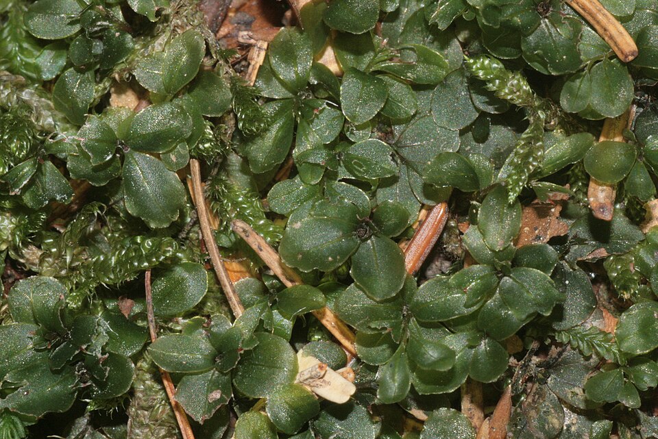 Rhizomnium punctatum (Dotted Thyme-moss)