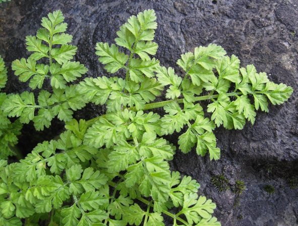 Anthriscus caucalis (Bur Parsley) (alternate view 8)