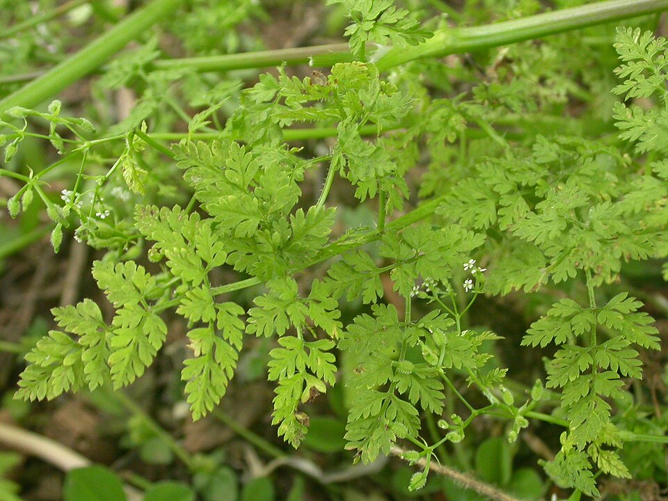 Anthriscus caucalis (Bur Parsley) (alternate view 9)