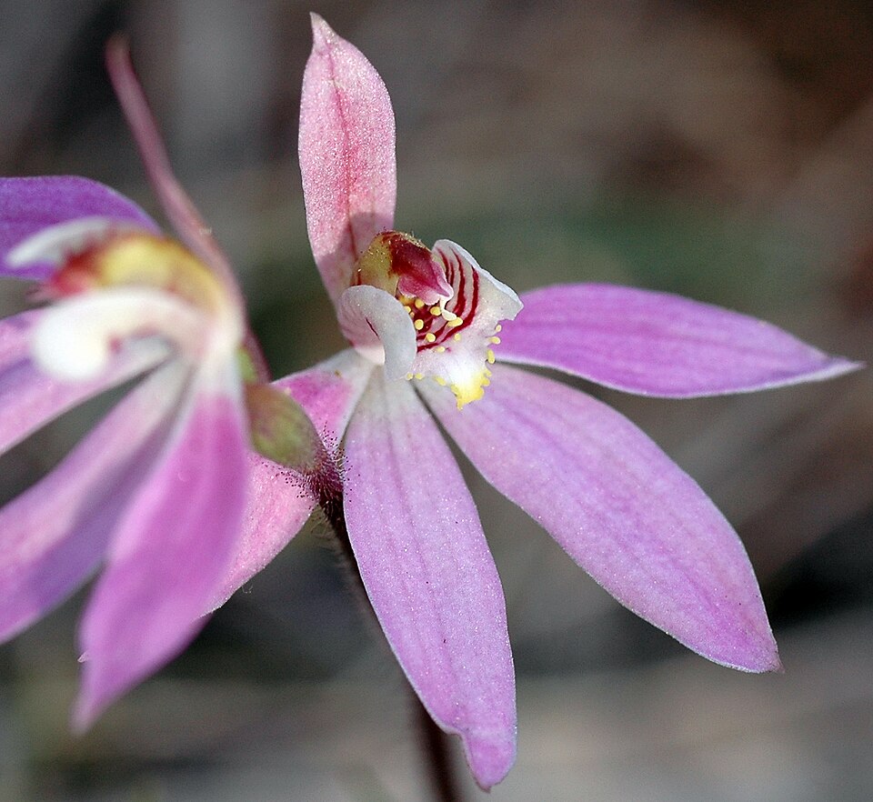 Caladenia carnea (Pink Lady Fingers)
