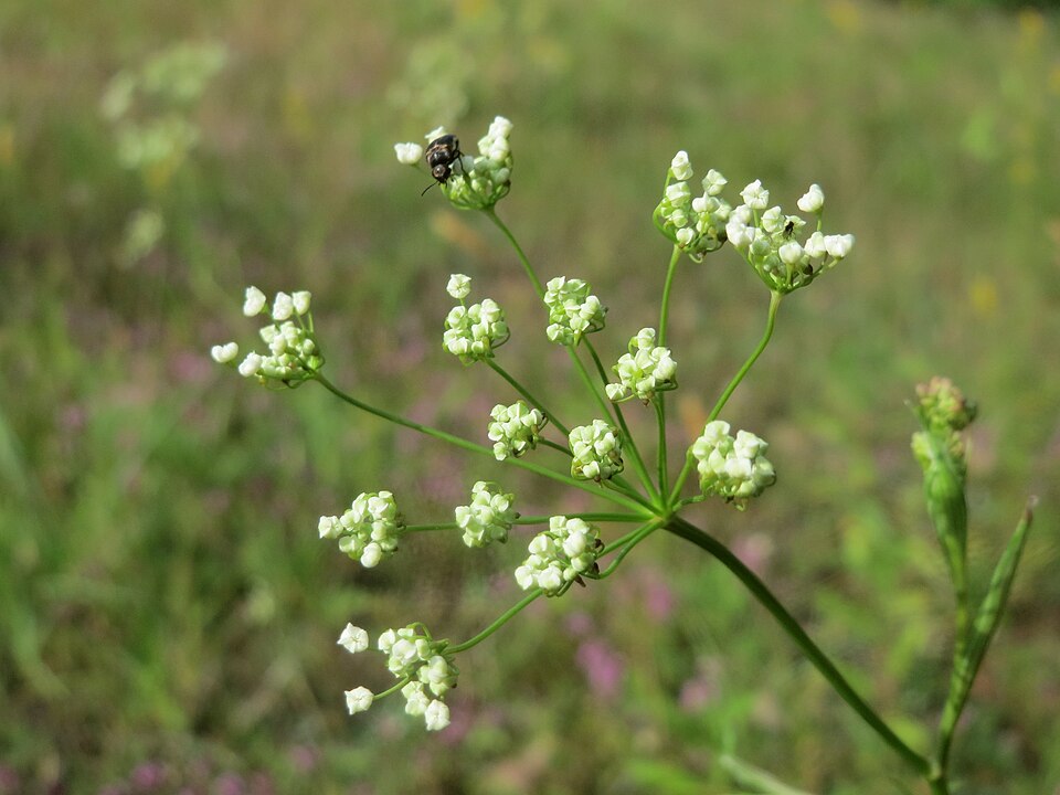 Pimpinella saxifraga (Burnet-saxifrage)