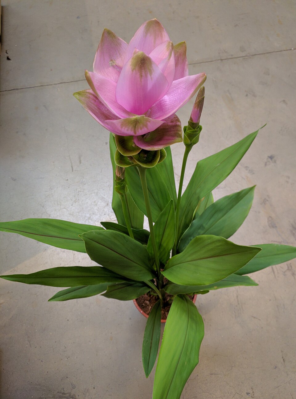 Curcuma (turmerics) (alternate view 6)