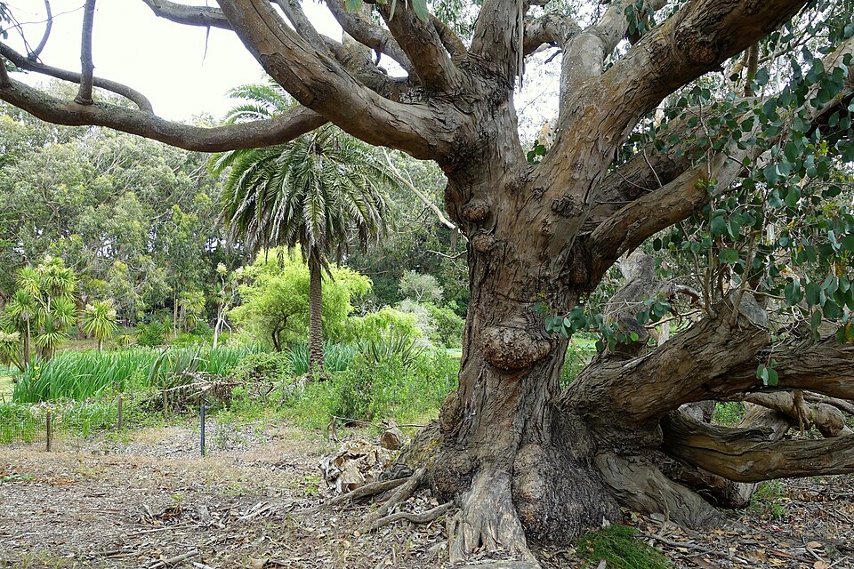 Eucalyptus ovata (Swamp Gum) (alternate view 8)