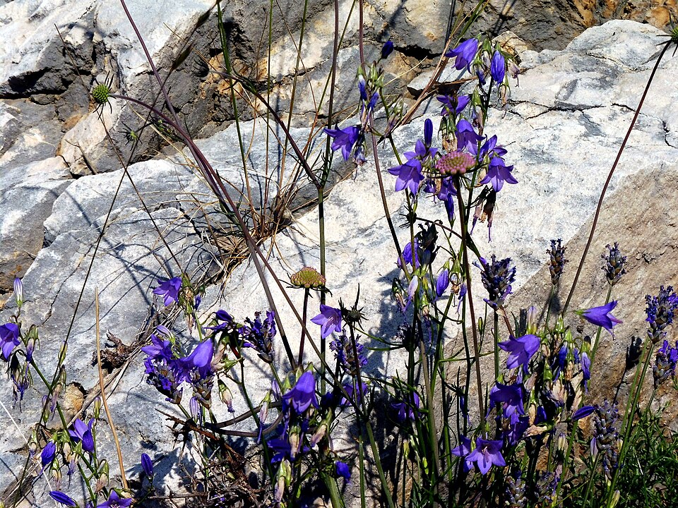 Campanula rotundifolia (Harebell) (alternate view 9)